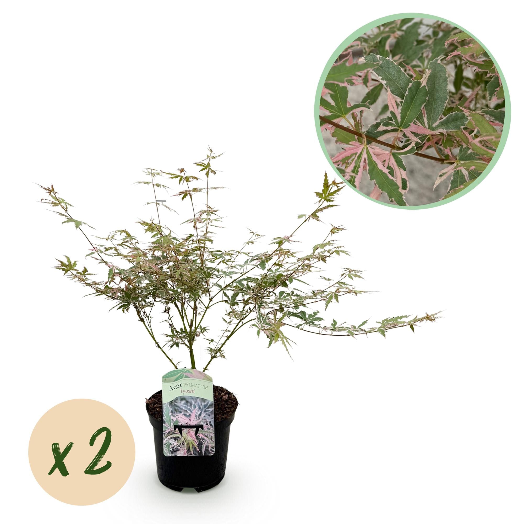 Außenpflanze Japanischer Ahorn Fächerahorn  Acer palmatum Iyoshi im Topf