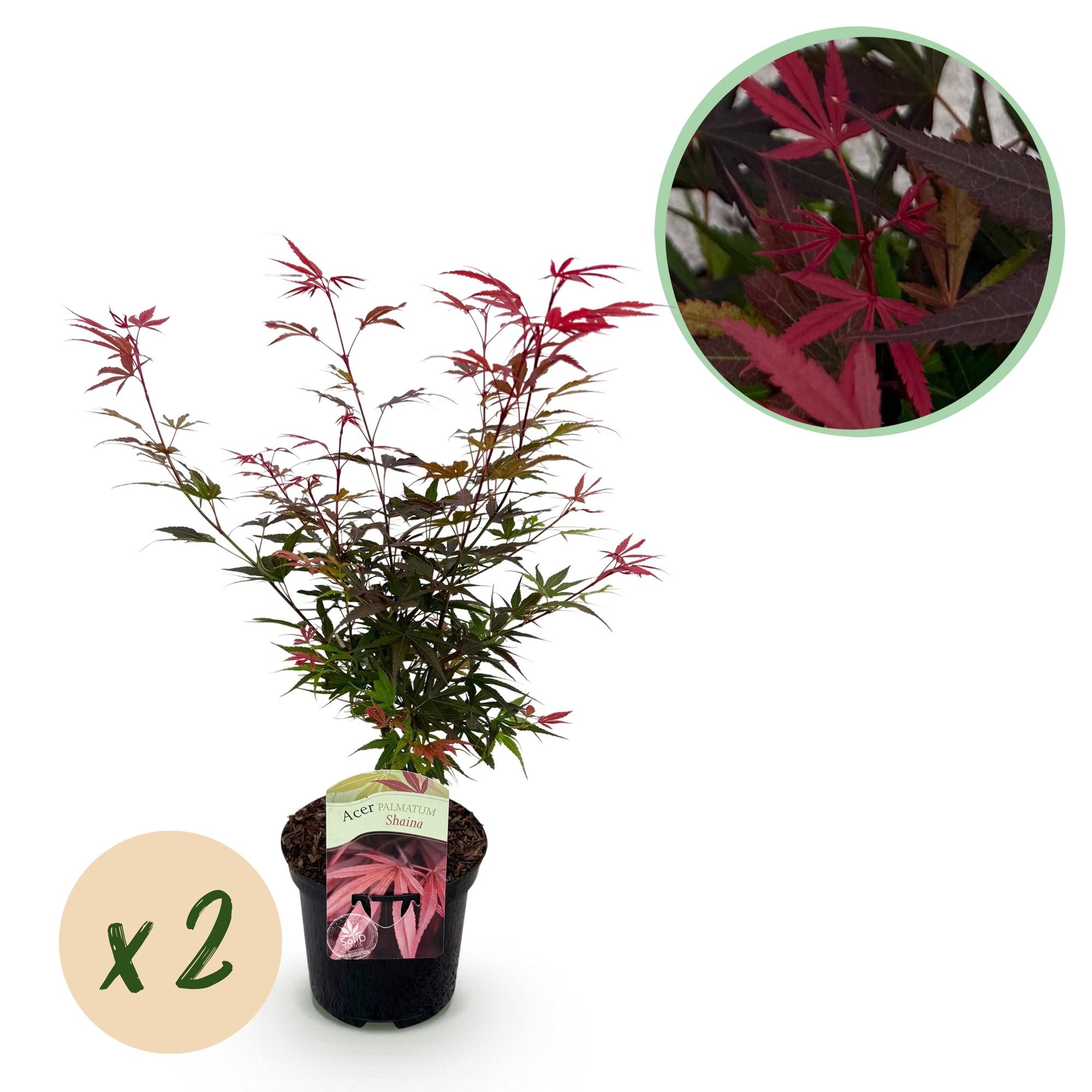 Außenpflanze Japanischer Ahorn - Acer palmatum Shaina im Topf