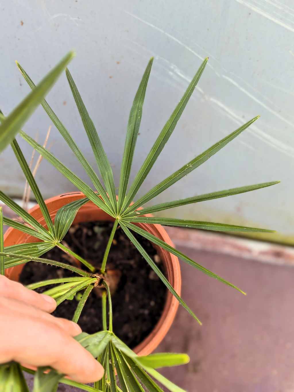 Junge Hybrid Palme