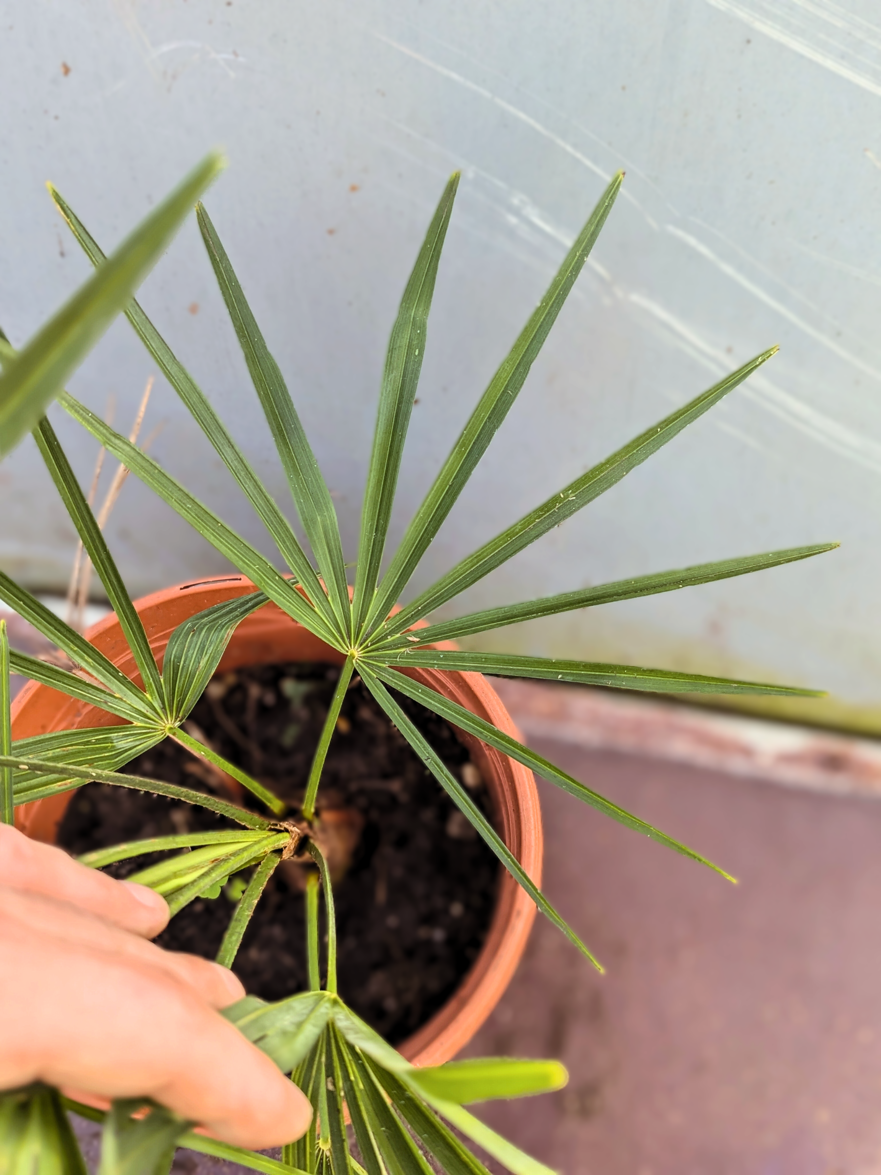 Junge Hybrid Palme
