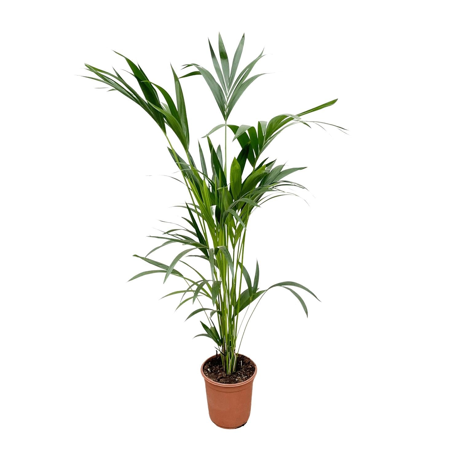 Zimmerpflanze junge Kentia Palme im Topf