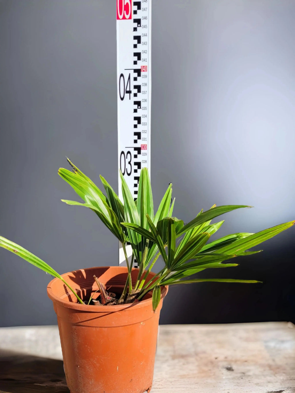 junge Trachycarpus Pflanze