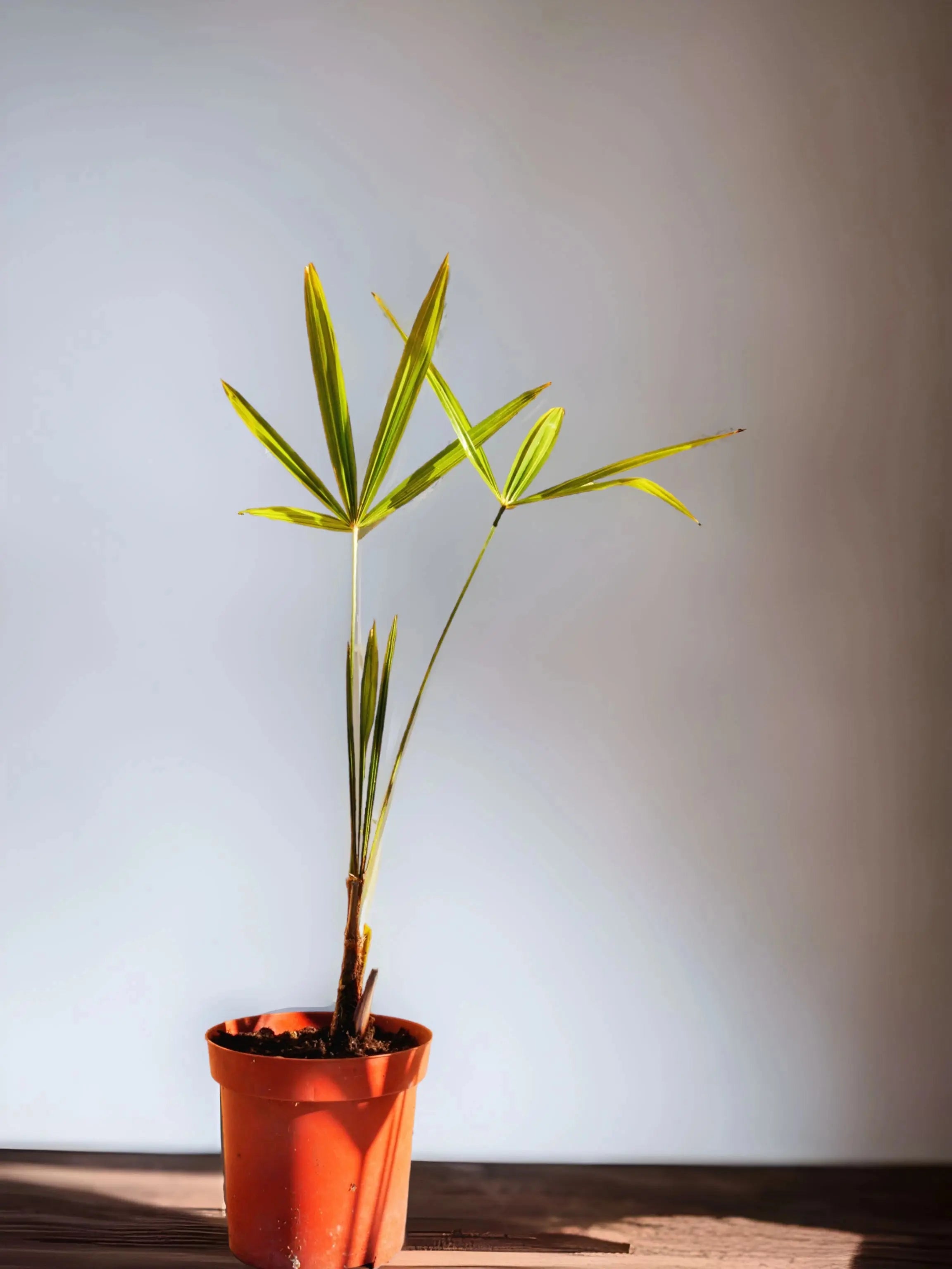junger wachsender Trachycarpus