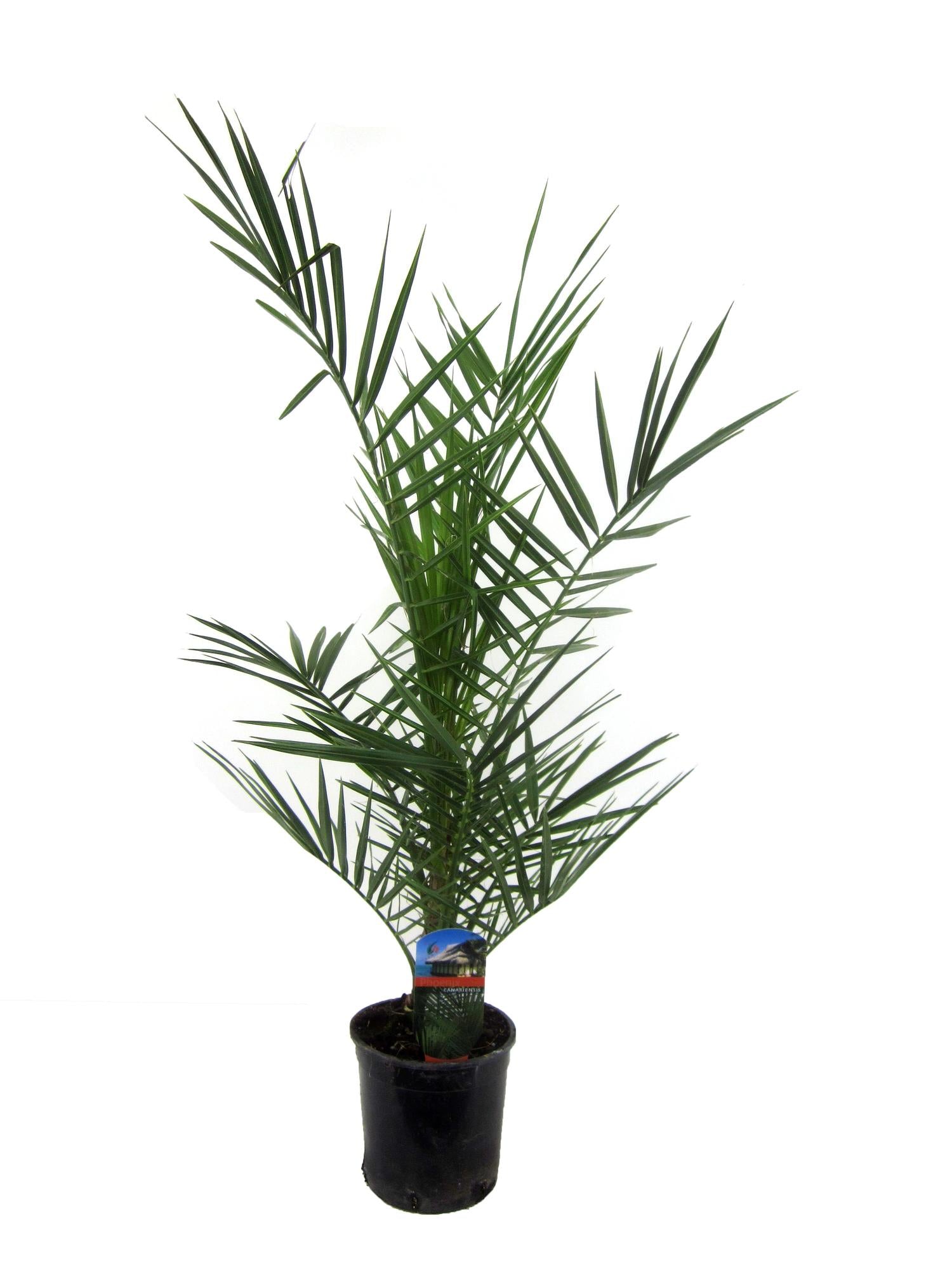 kleine Balkon Garten und Terasse Kanarische Dattelpalme Phoenix Canariensis  im Topf