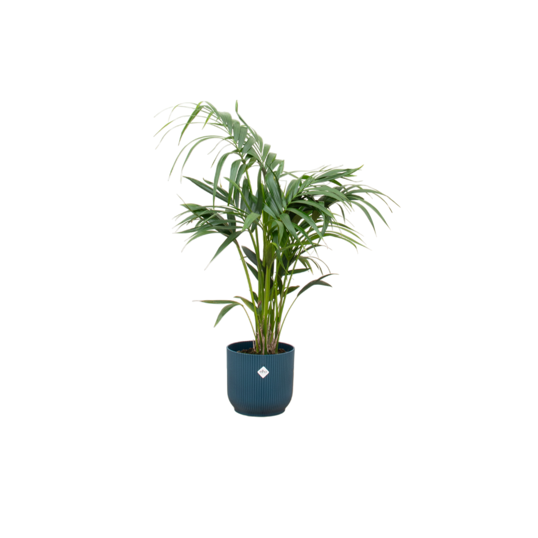 Zimmerpflanze Kentia Palme im Set mit einem blauem Elho Topf 