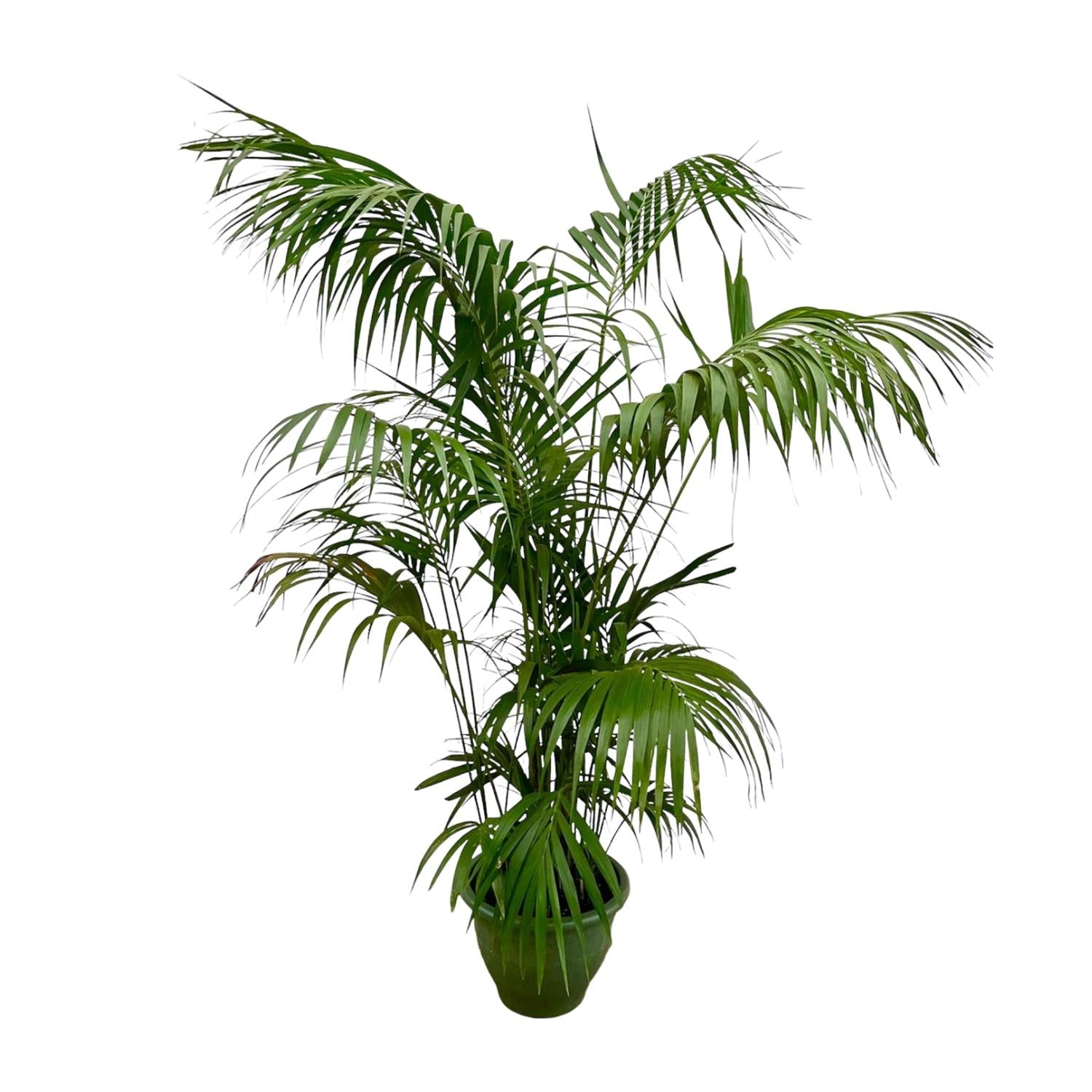 buschige Zimmerpflanze Kentia Palme im Topf