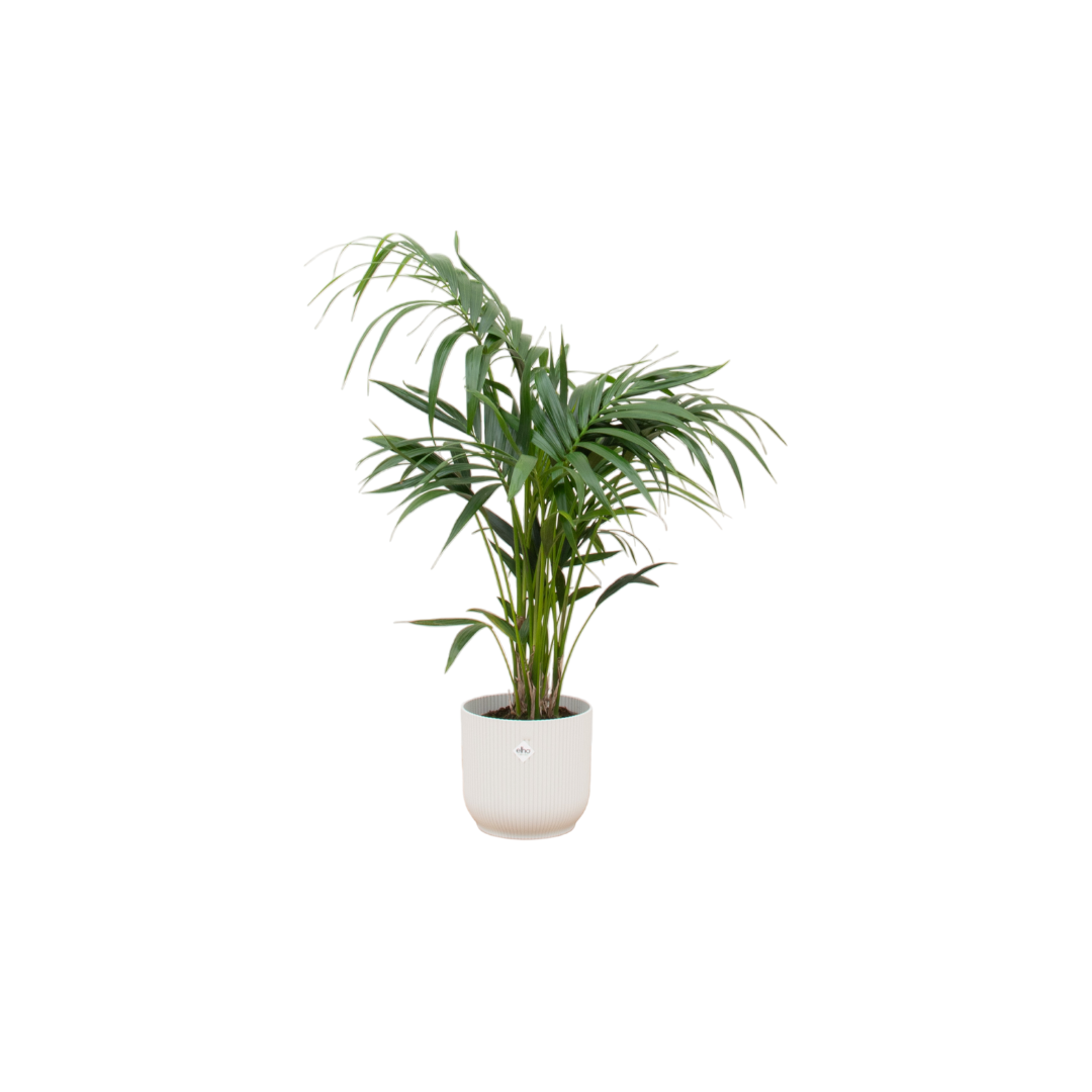 Zimmerpflanze Kentia Palme im Set mit einem weißem Elho Topf 