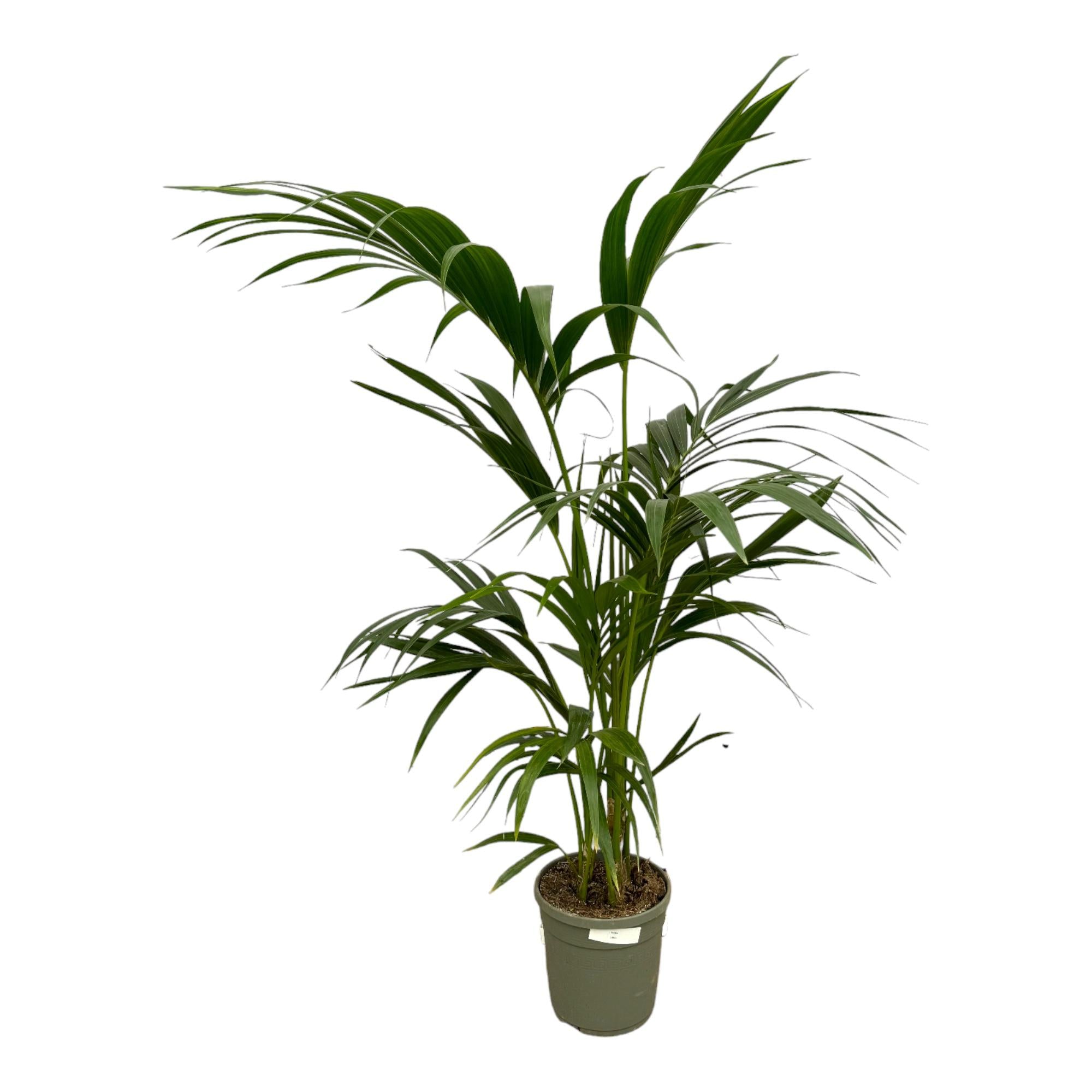 Zimmerpflanze Kentia Palme im Topf