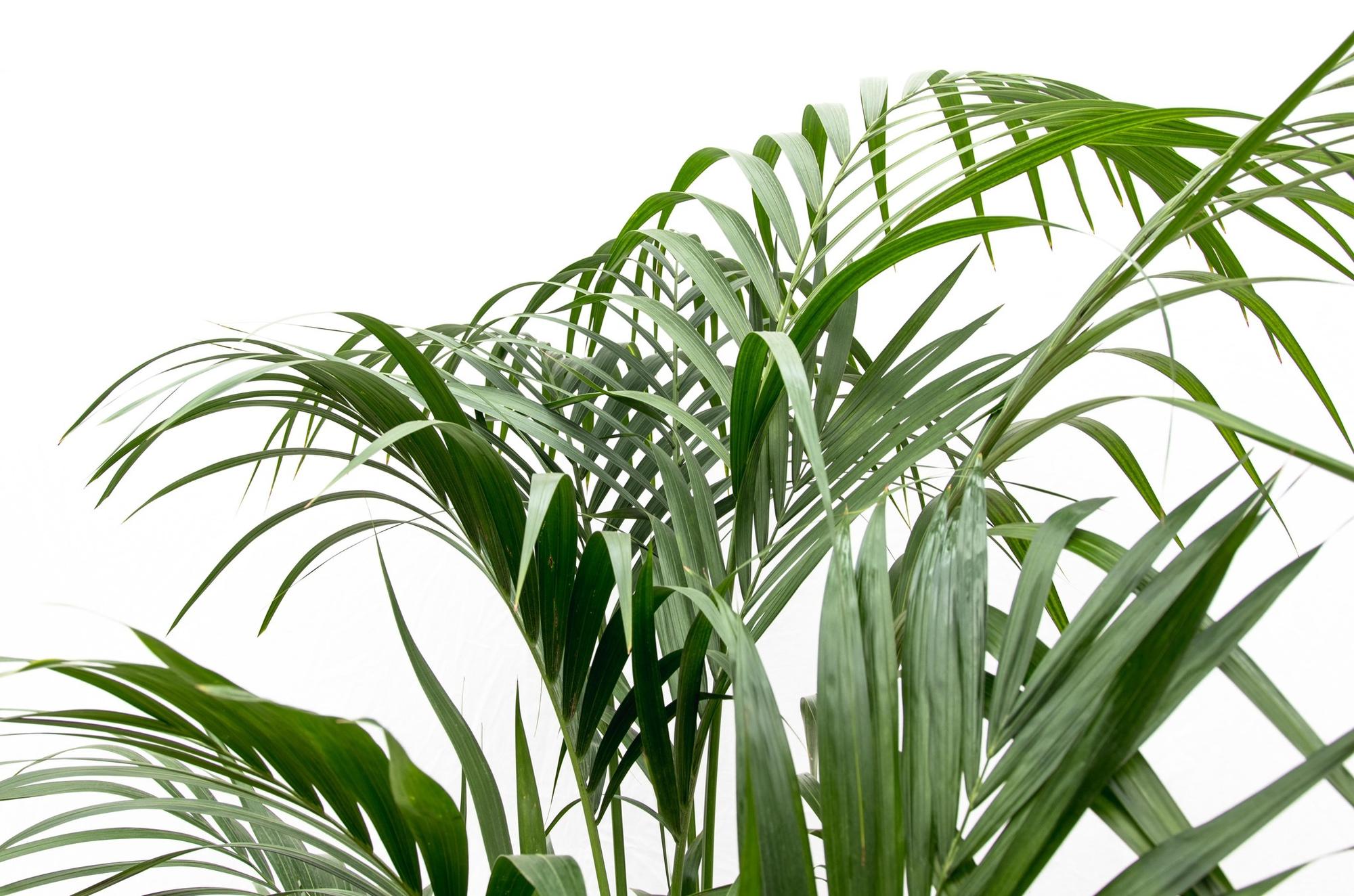 Zimmerpflanze Kentia Palme Nahaufnahme