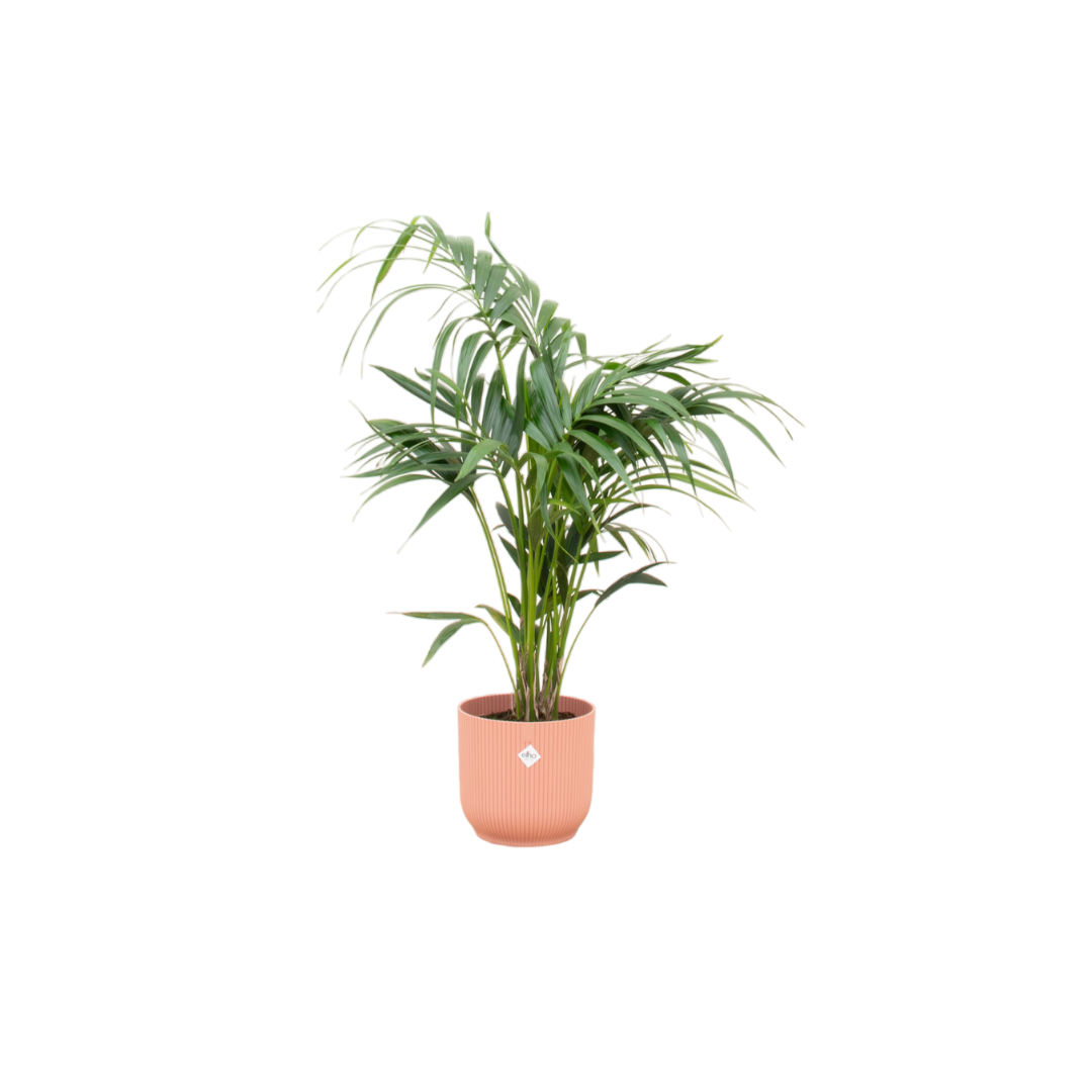 Zimmerpflanze Kentia Palme im Set mit einem rosa Elho Topf 