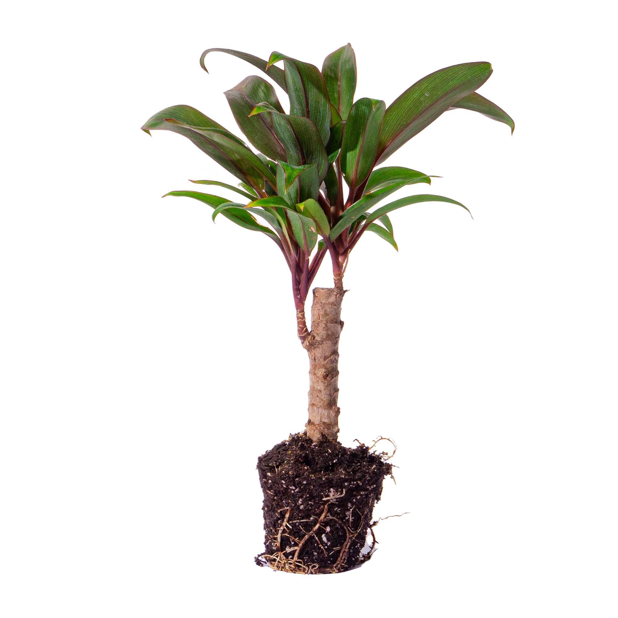 bunte Zimmerpflanze Keulenlilie Cordyline fruticosa 'Purple Compacta' im Topf