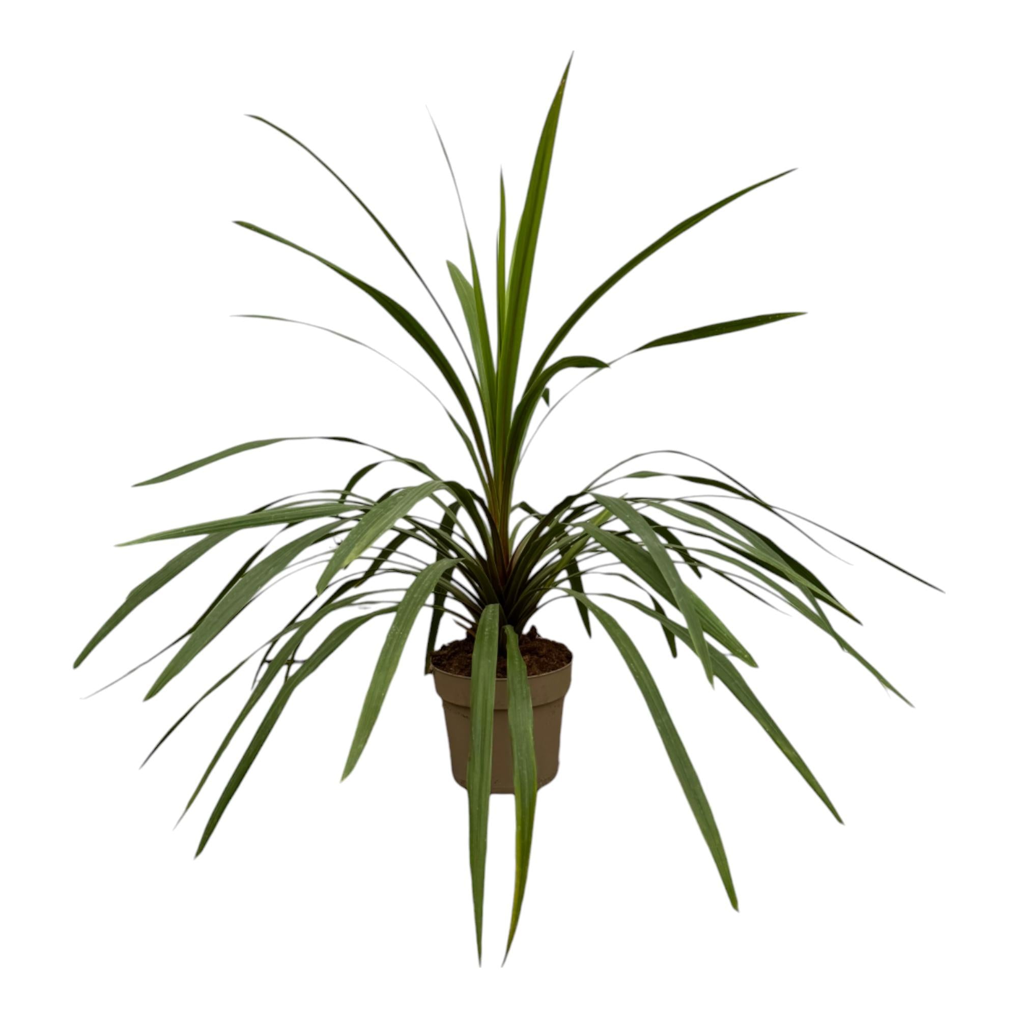 Zimmerpflanze Keulenlielie Cordyline Peko im Topf