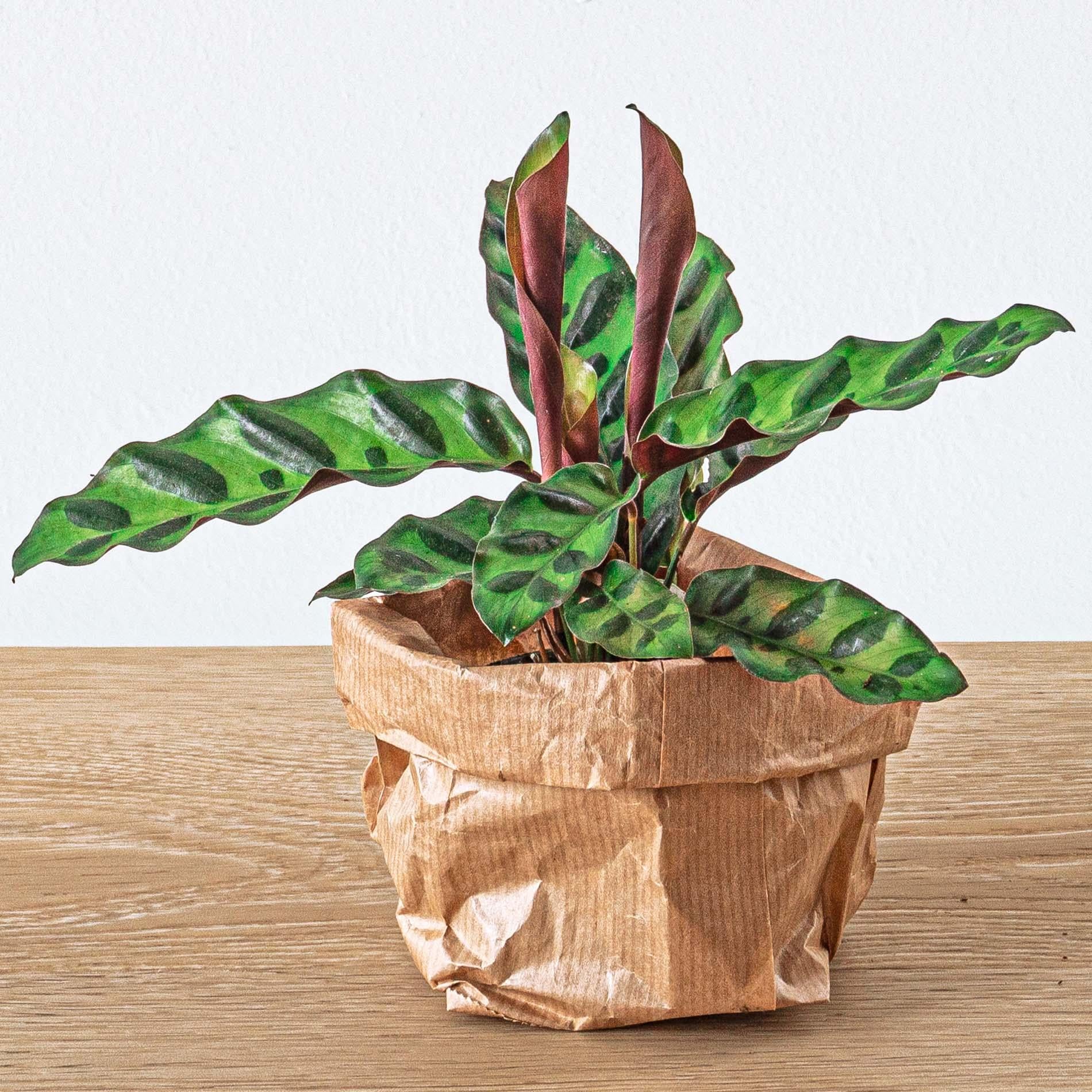 kleine bunte Calathea Lancifolia im Topf