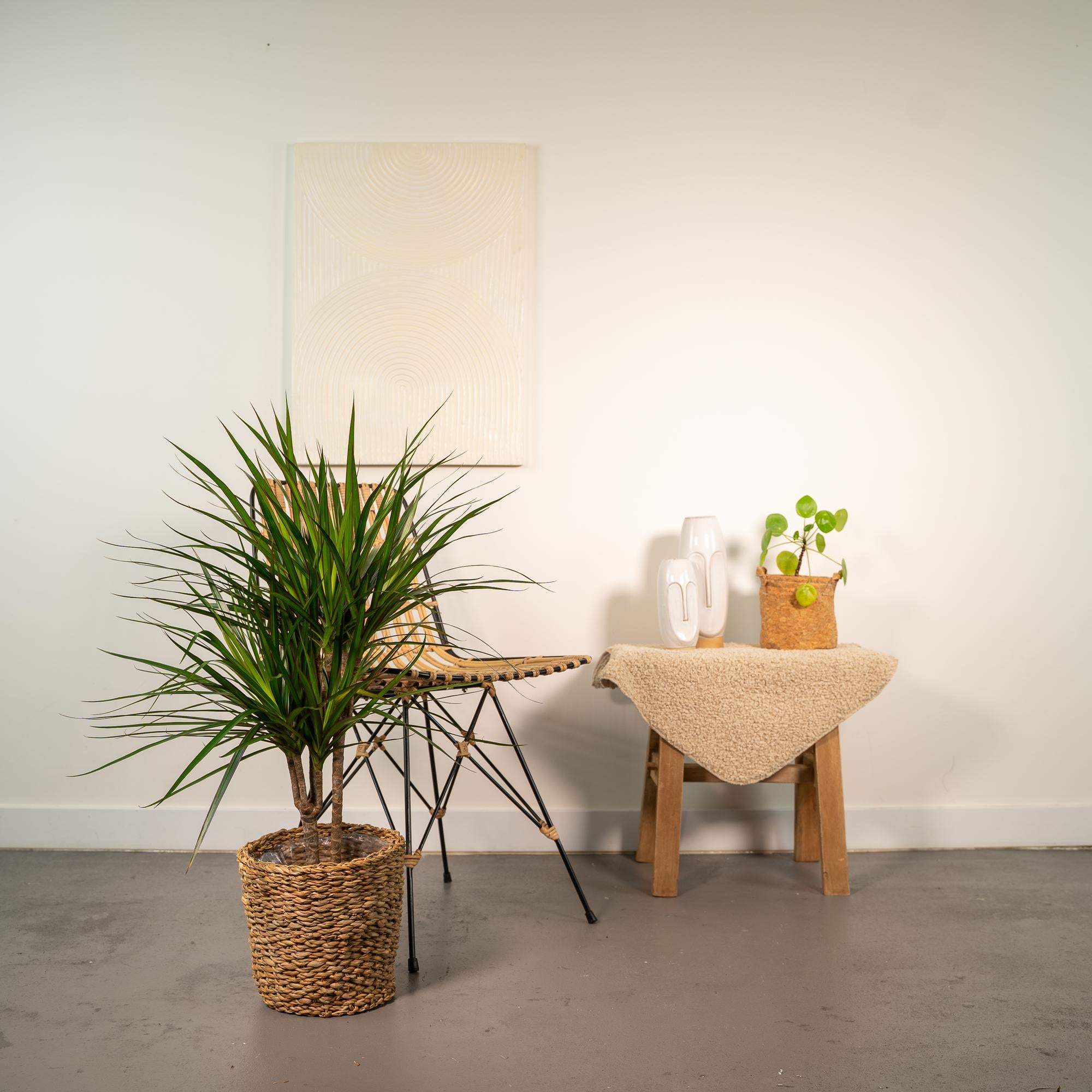 Zimmerplanze Drachenbaum Dracaena Marginata neben einem Stuhl
