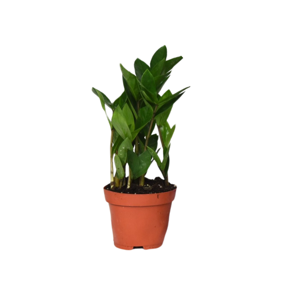 kleine Zimmerpflanze Glücksfeder Zamioculcas im Topf