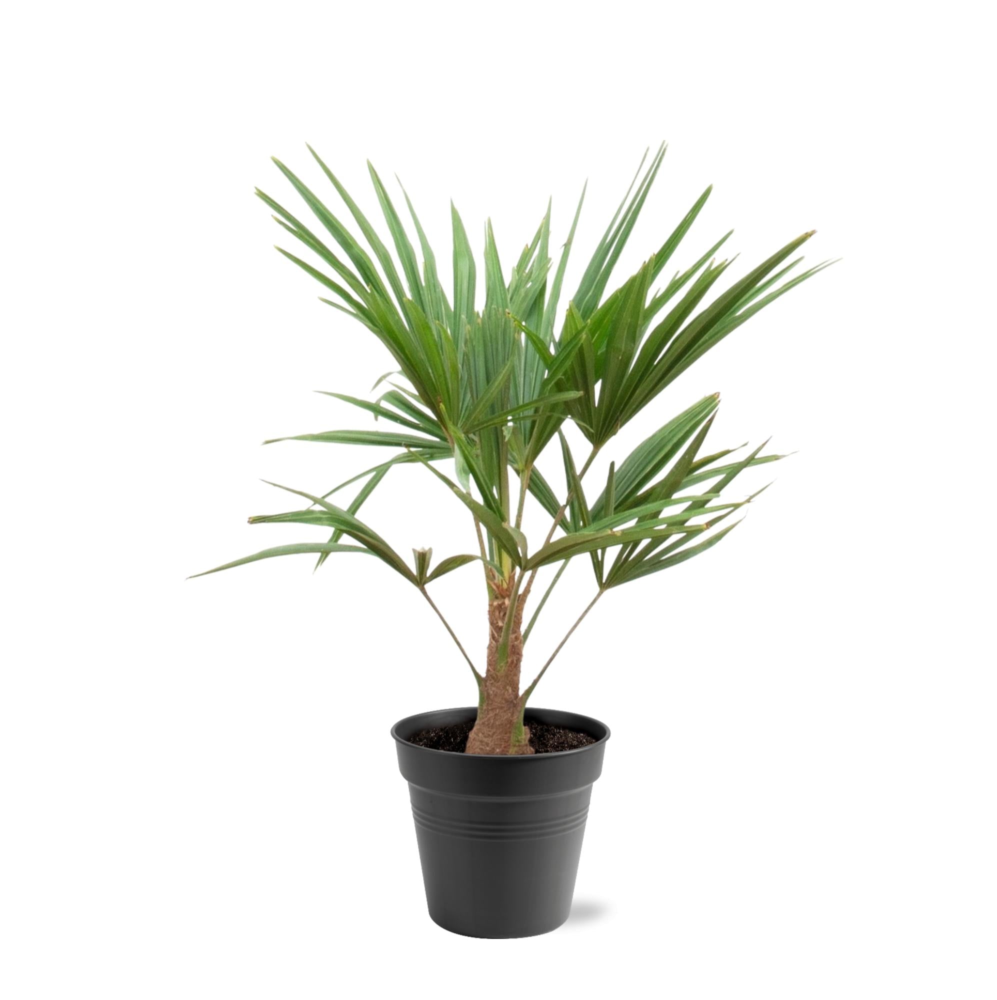 kleine Balkon,Terassen und Garten Hanfpalme Trachycarpus Fortunei im Topf