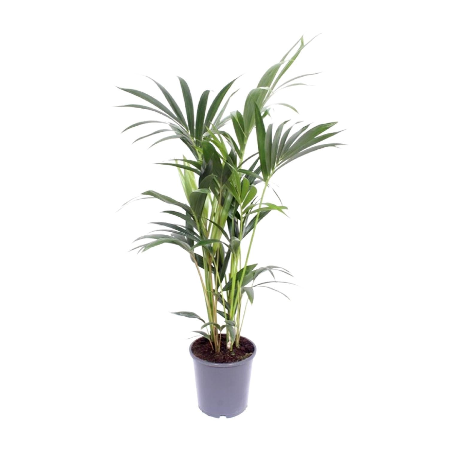 kleine Zimmerpflanze Kentia Palme im Topf