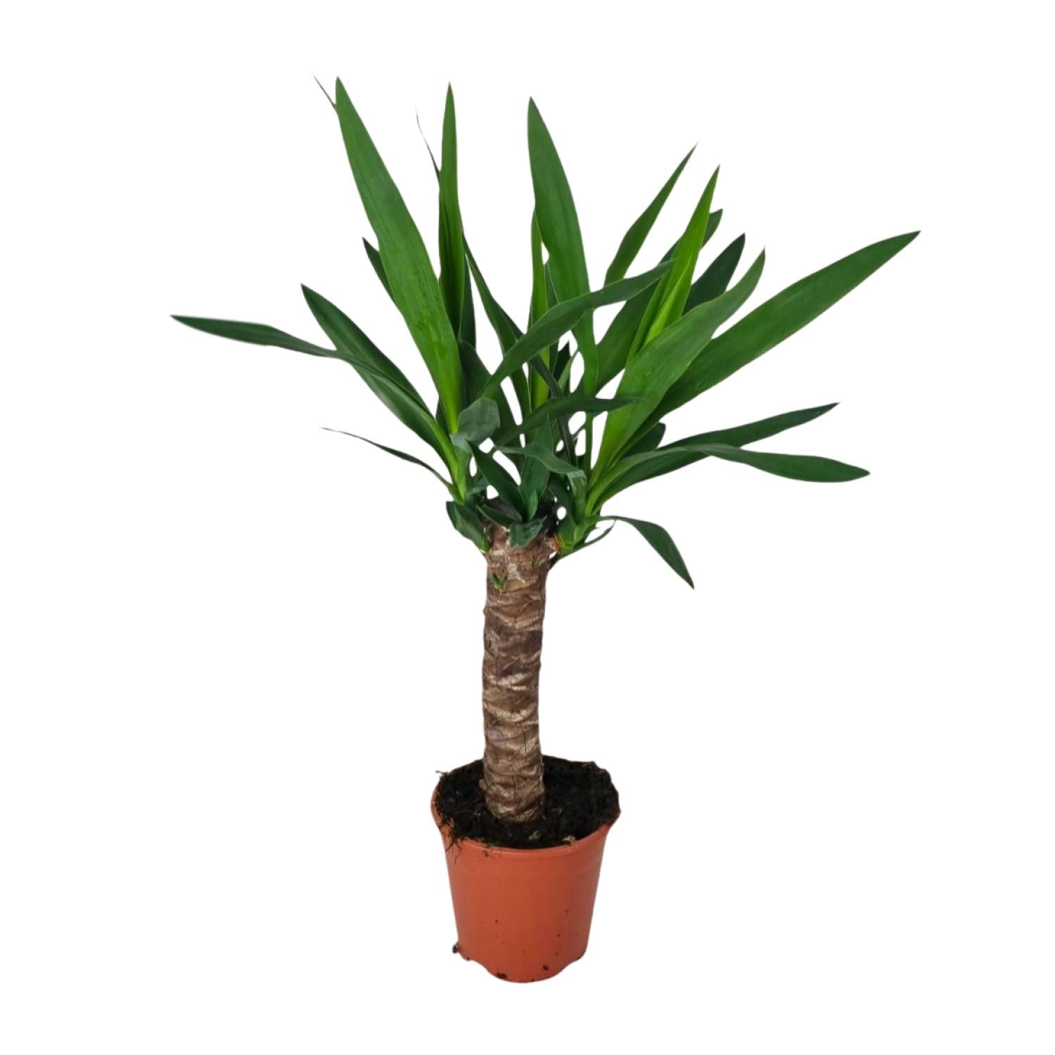 kleine Zimmerpflanze Yucca Palme