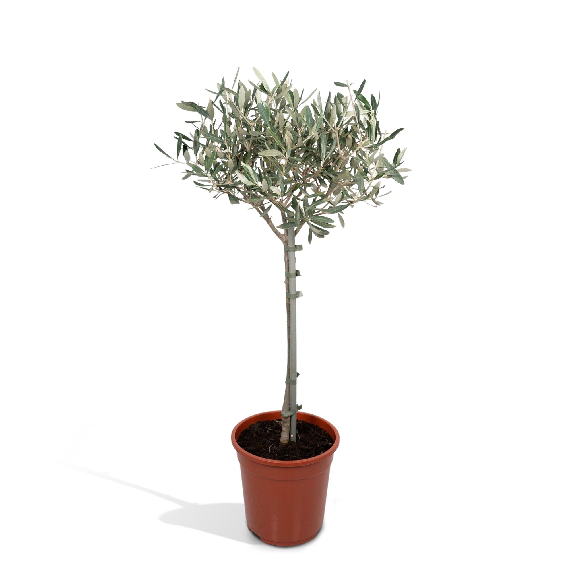 Garten und Balkonpflanze Olivenbaum Olea Europaea  mit zartem Stamm und kleinerer Wuchshöhe im Topf