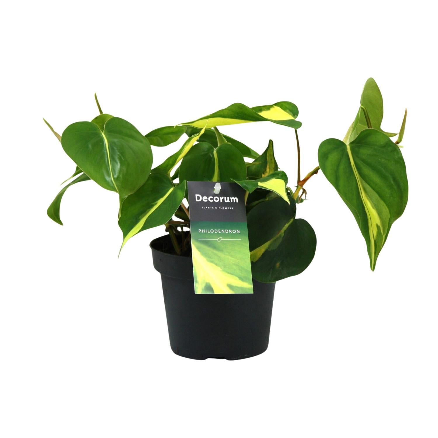 kleine grüne Zimmerpflanze Kletter oder Herzblatt-Philodendron Scandens Brasil