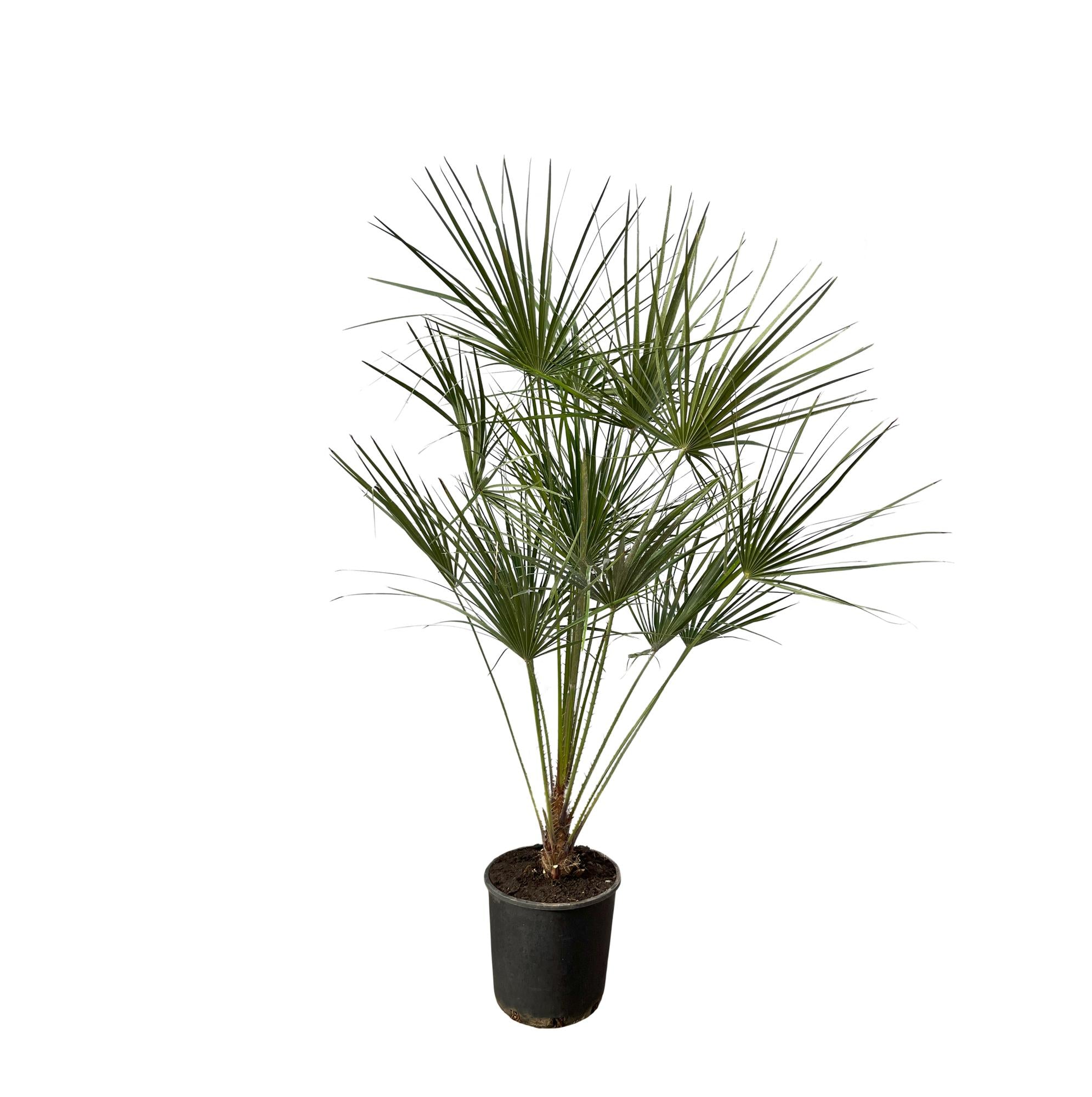 kleiner Stamm Balkon- Terasse- oder Gartenpflanze Zwergpalme Chamaerops Humilis  im Topf