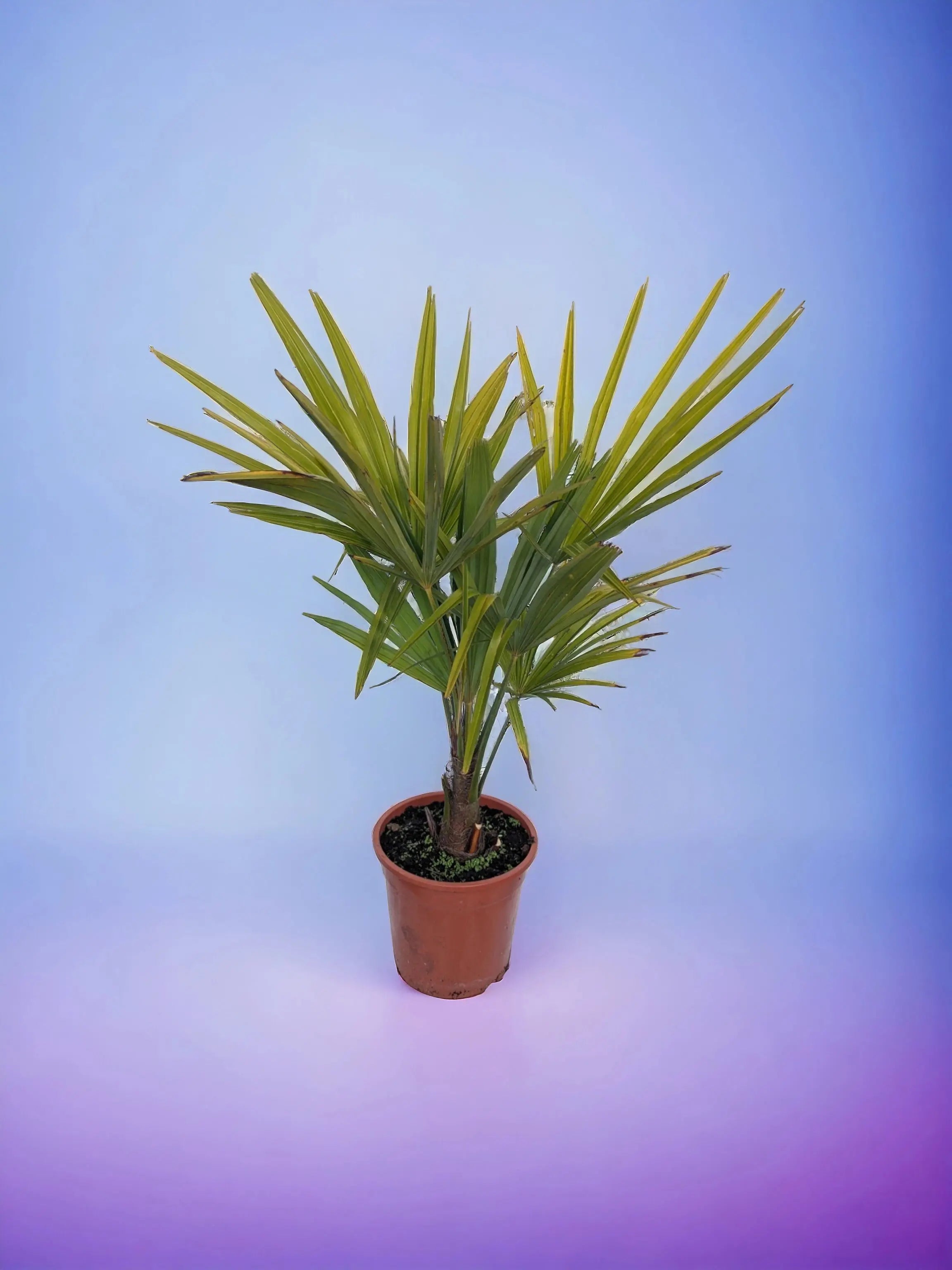 kleine Hanfpalme
