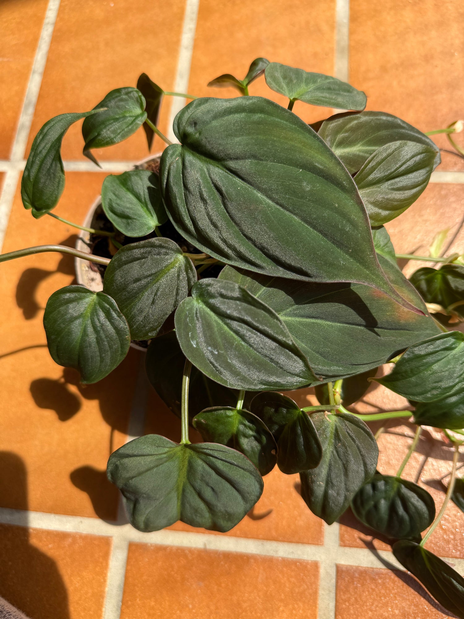 zimmerpflanze Kletter-Philodendron, Samt-Philodendron scandens 'Micans' im Topf