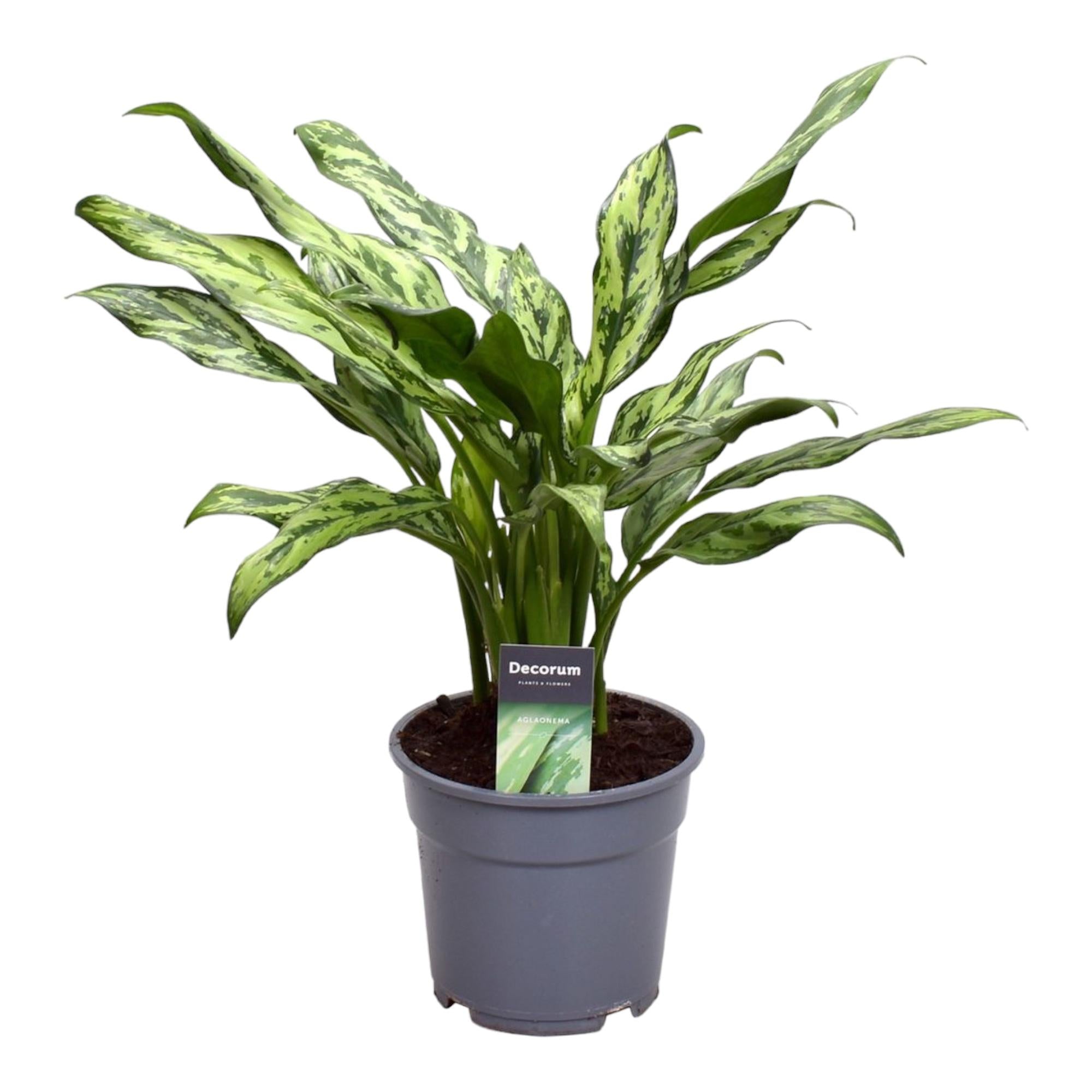 Zimmerflanze Kolbenfaden Aglaonema Juliette im Topf