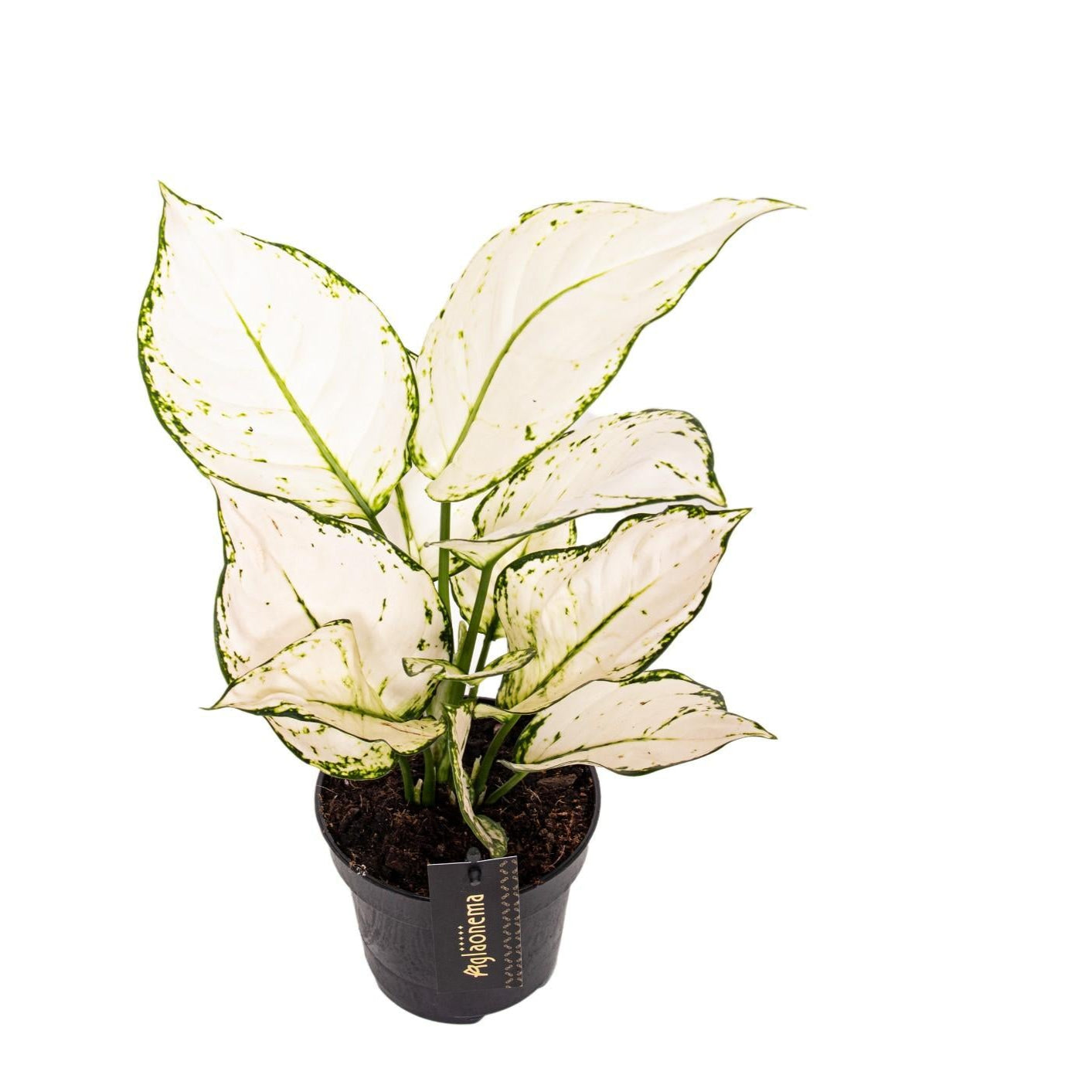 helle Zimmerpflanze Kolbenfaden Aglaonema White Joy im Topf