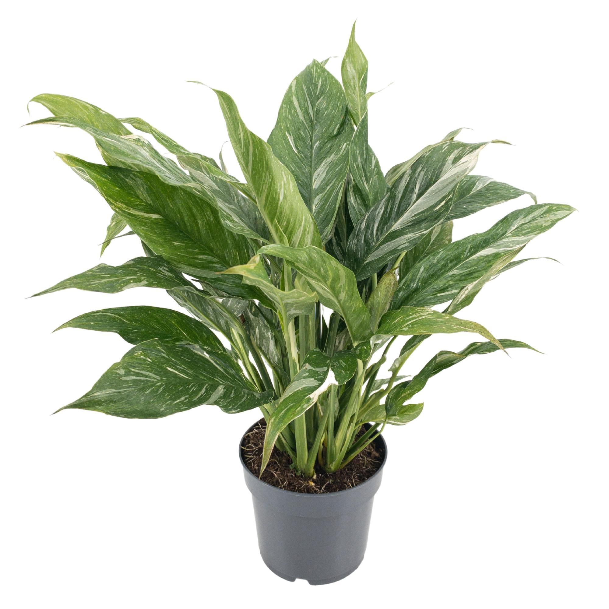 Topfpflanze Kolbenfaden Diamond Variegata
