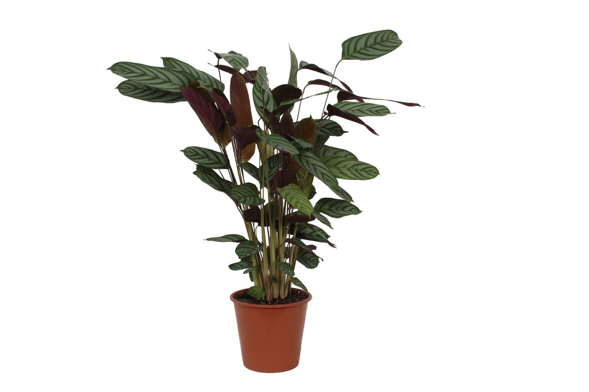 Zimmerpflanze Korbmarante Calathea Compactstar im Topf
