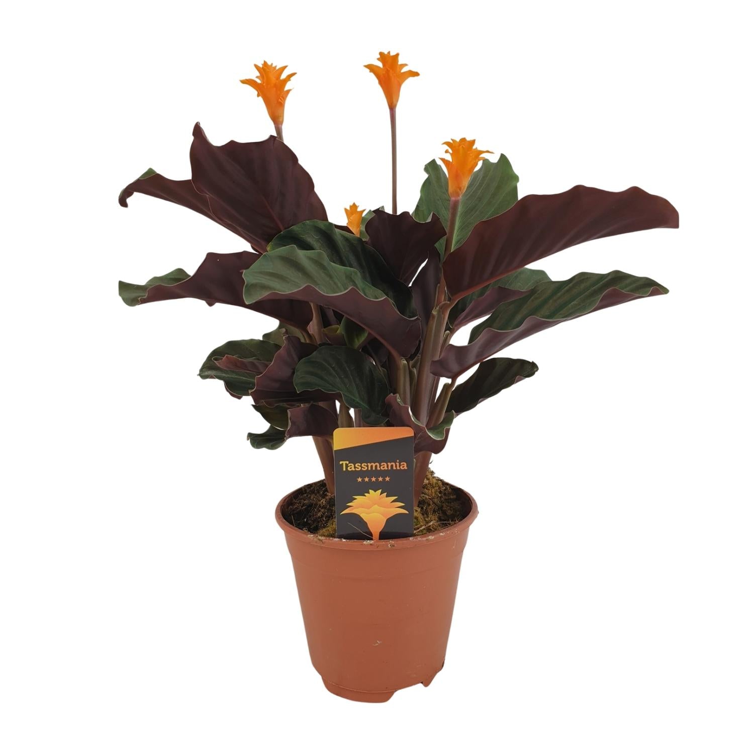 bunte Zimmerpflanze Korbmarante Calathea Crocata  im Topf