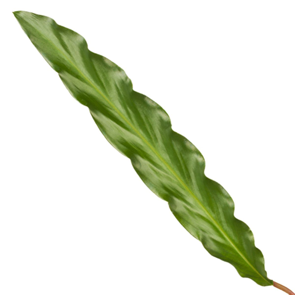 Korbmarante Calathea Elgergrass, pflegeleichte Zimmerpflanze im Blumentopf