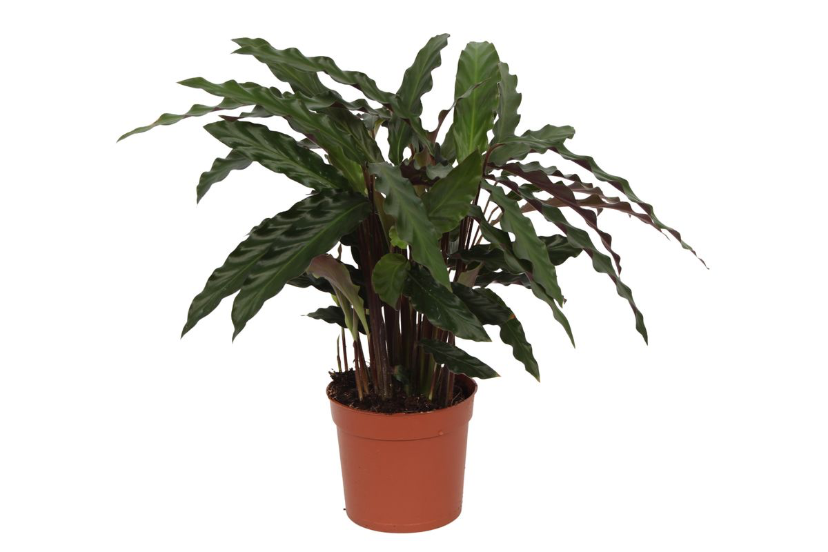 Korbmarante Calathea Elgergrass - grüne Zimmerpflanze im Blumentopf