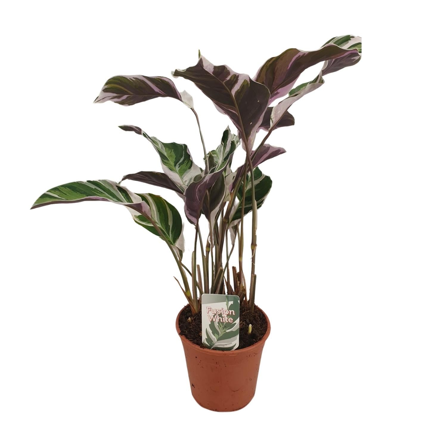 bunte Zimmerpflanze Korbmarante Calathea Fusion White im Topf