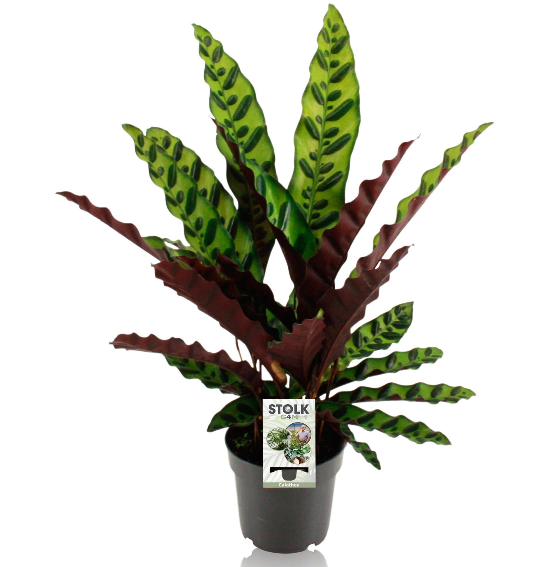 bunte Pflanze Korbmarante Calathea Lancifolia Insignis im Topf