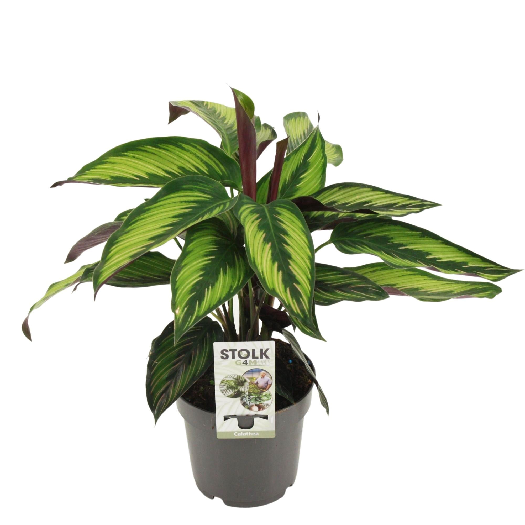 bunte Pflanze Korbmarante Calathea Majestica Princeps im Topf