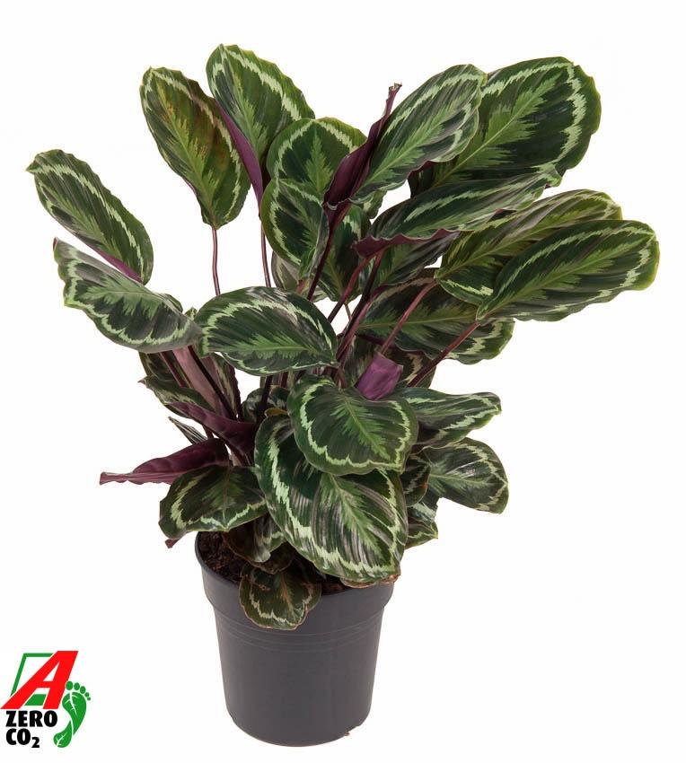 bunte zimmerpflanze Korbmarante Calathea Medallion