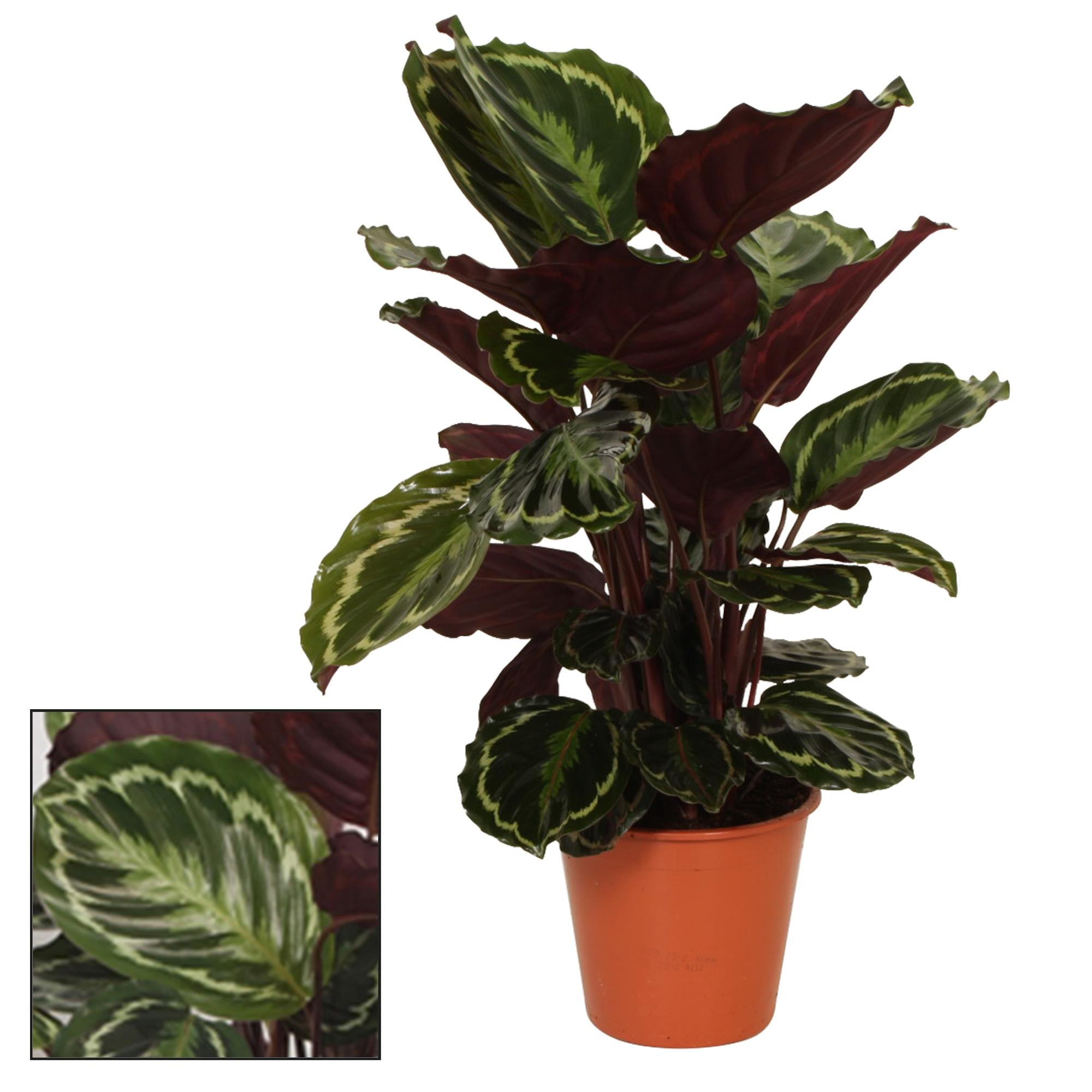 bunte Zimmerpflanze Korbmarante Calathea Medallion im Topf