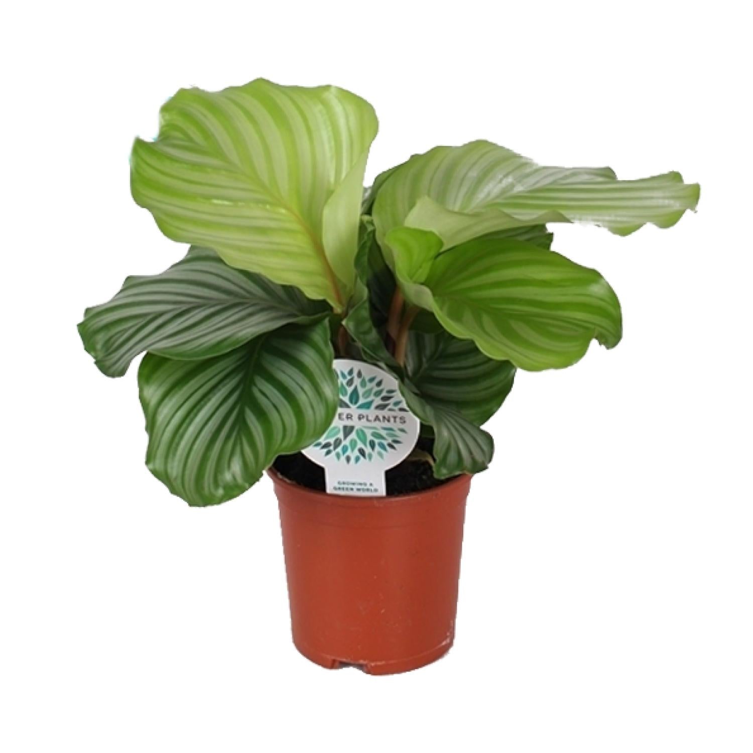 Zimmerpflanze Korbmarante Calathea Orbifolia im Topf