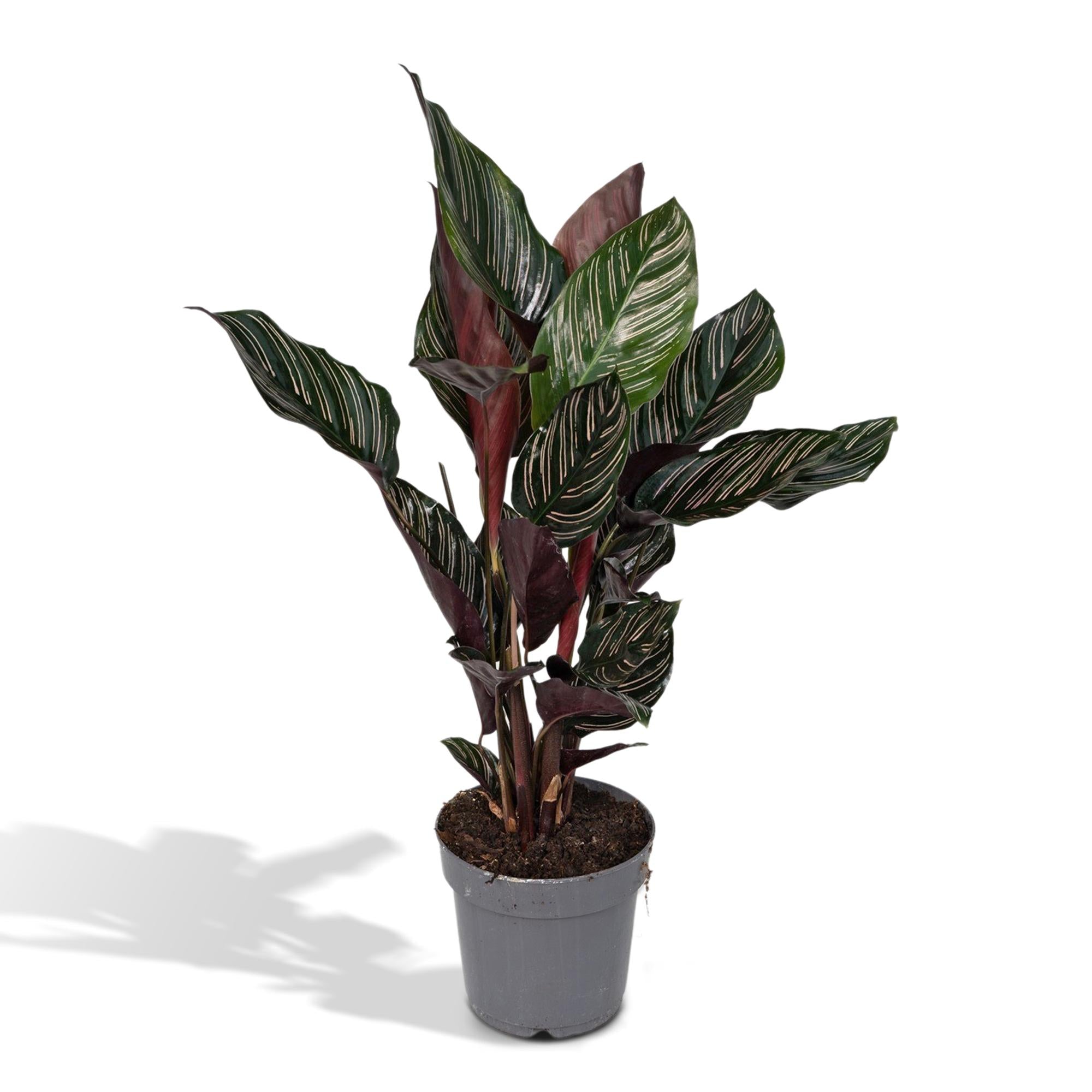 bunte Zimmerpflanze Korbmarante Calathea Ornata im Topf