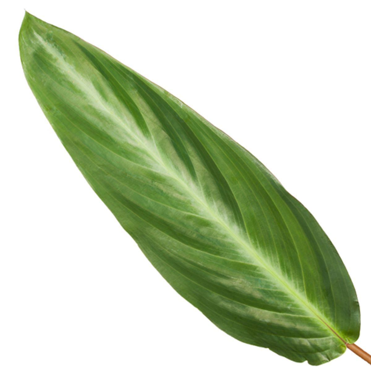 Zimmerpflanze Korbmarante Calathea Stripestar Nahaufnahme eines Blattes