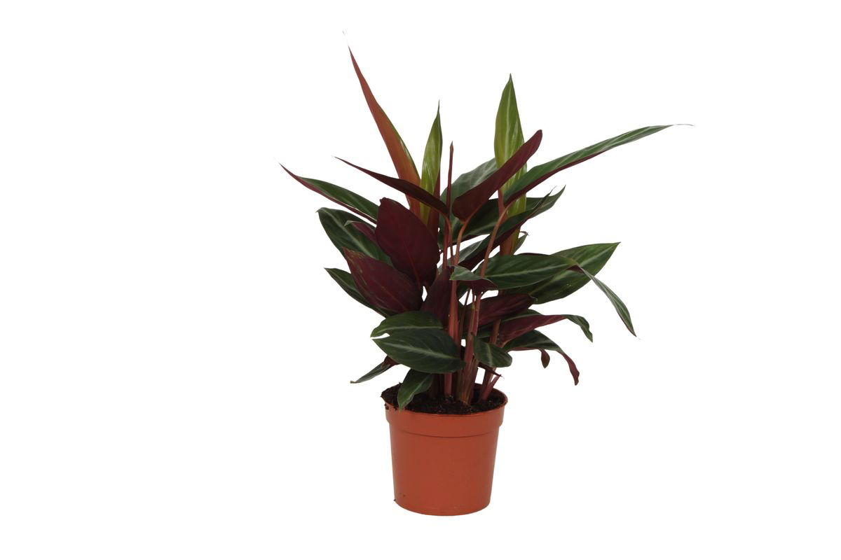Zimmerpflanze Korbmarante Calathea Stripestar im Topf