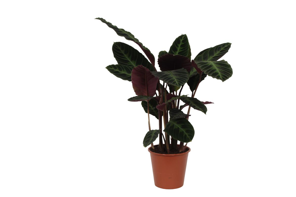 Zimmerpflanze Samt-Korbmarante Calathea Warscewiczii im Topf