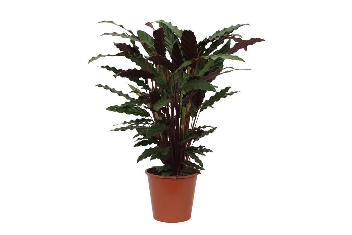 Zimmerpflanze Korbmarante Calathea Wavestar im Topf