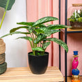 Wunderschöner Blickfang Calathea Zebrina