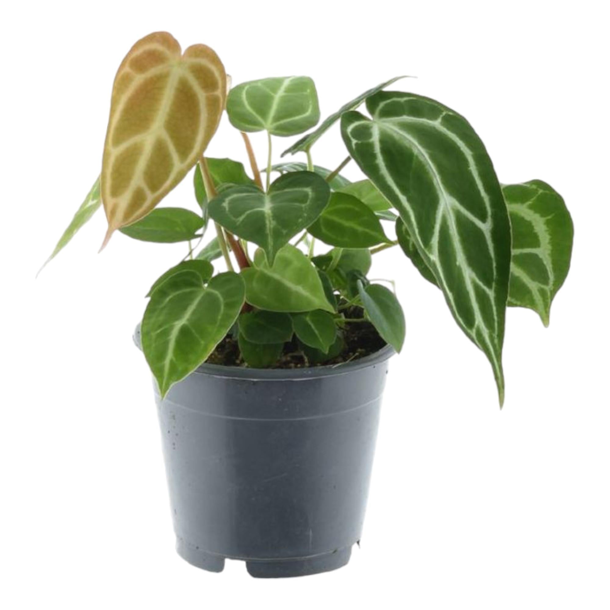  Zimmerpflanze Kristall-Anthurie Anthurium Chrystallium im Topf