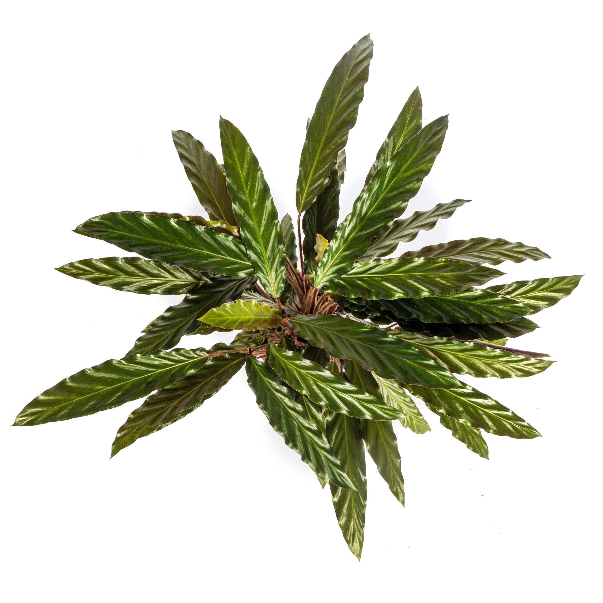 schöne lange Blätter einer Samt-Calathea Rufibarba 