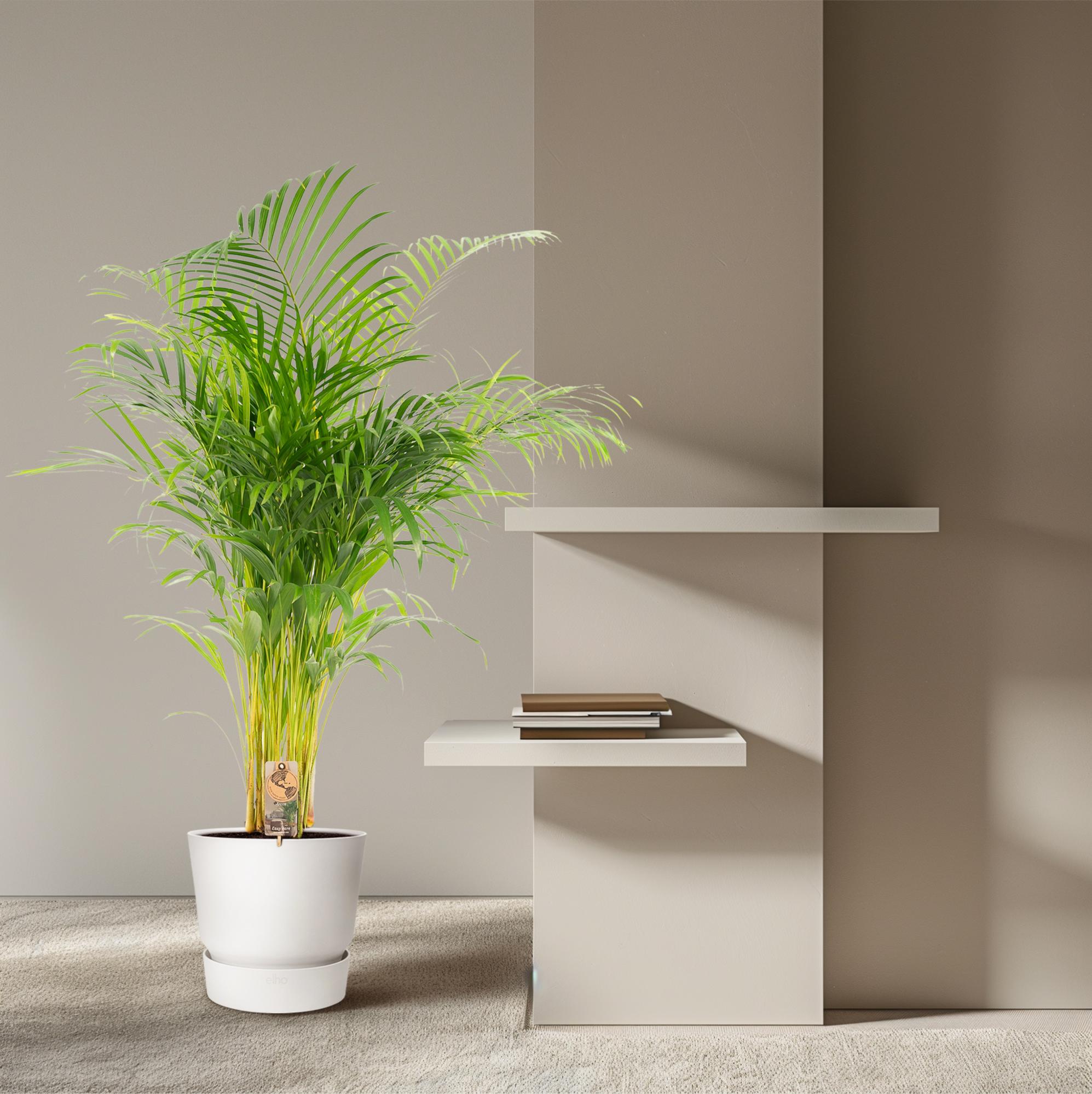 Goldfruchtpalme Areca (Dypsis Lutescens) neben einem Regal