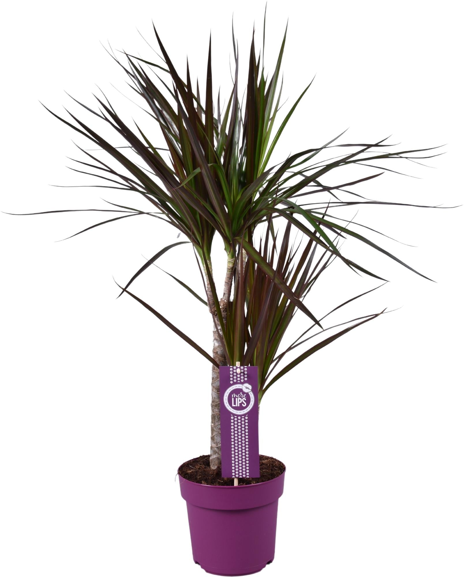 bunte Zimmerpflanze Drachenbaum Dracaena Magenta im Topf